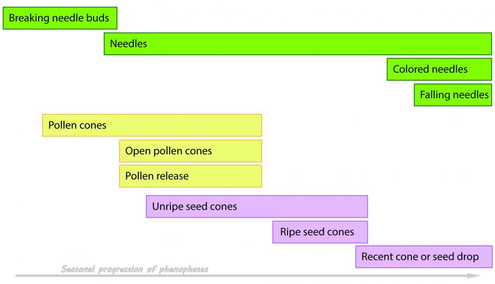 Deciduous conifer phenophase chart