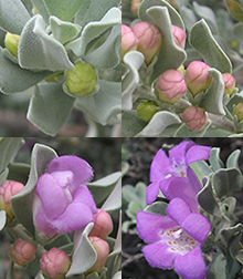 Flower buds transitioning to open flowers