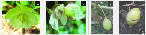 Mayapple fruit