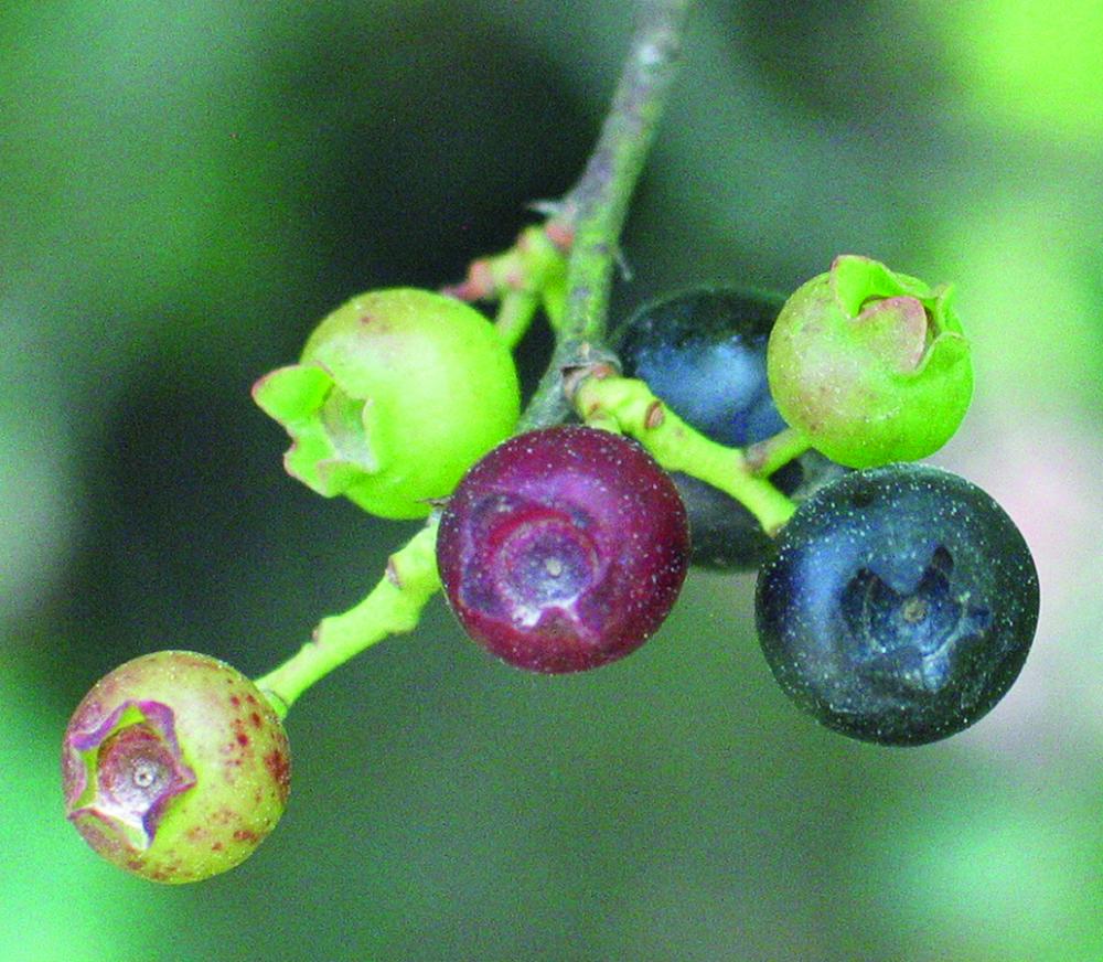 Blueberry fruit