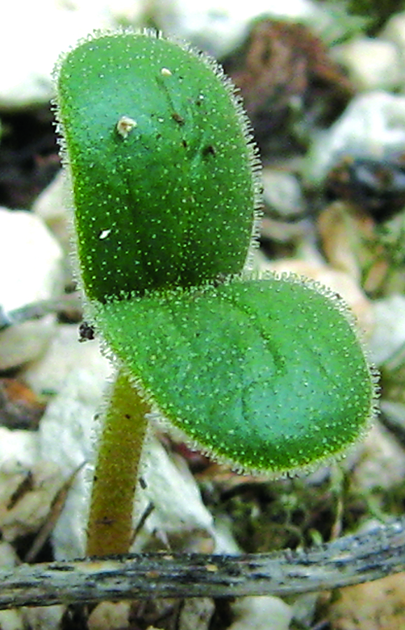 Cotyledon leaves