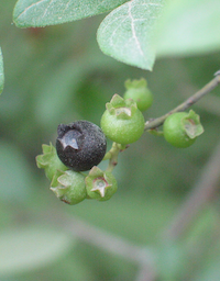 Blueberry fruits