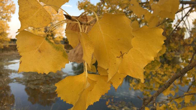 Aspen colored leaves