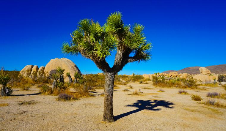 Joshua tree