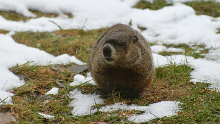 Groundhog on snow and grass